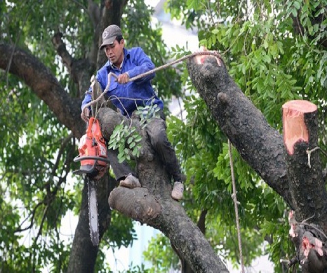 Dịch vụ chặt cây tại nhà