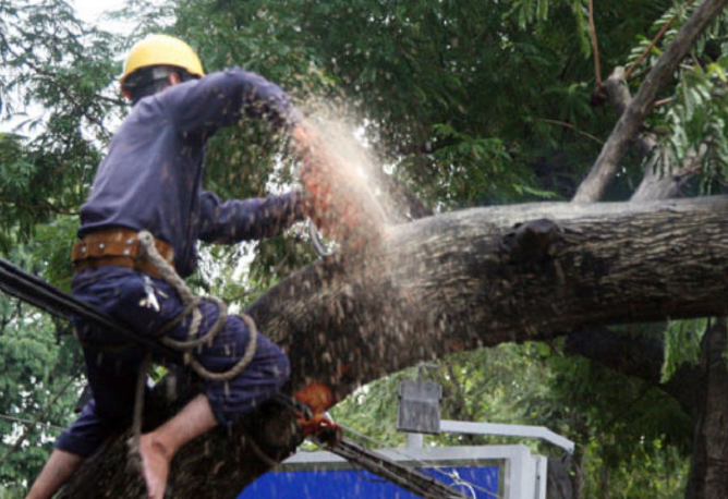 Dịch vụ cưa cây - chặt cây - cắt tỉa cây